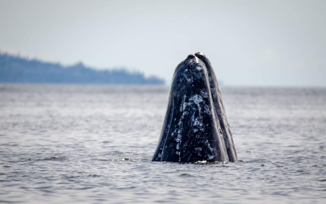 Easter Sunday with Orcas and Grays! Read the full story here: buff.ly/3Lok1vy
Photo by @janineharles
This is an encounter from 2022.
#WhaleTales