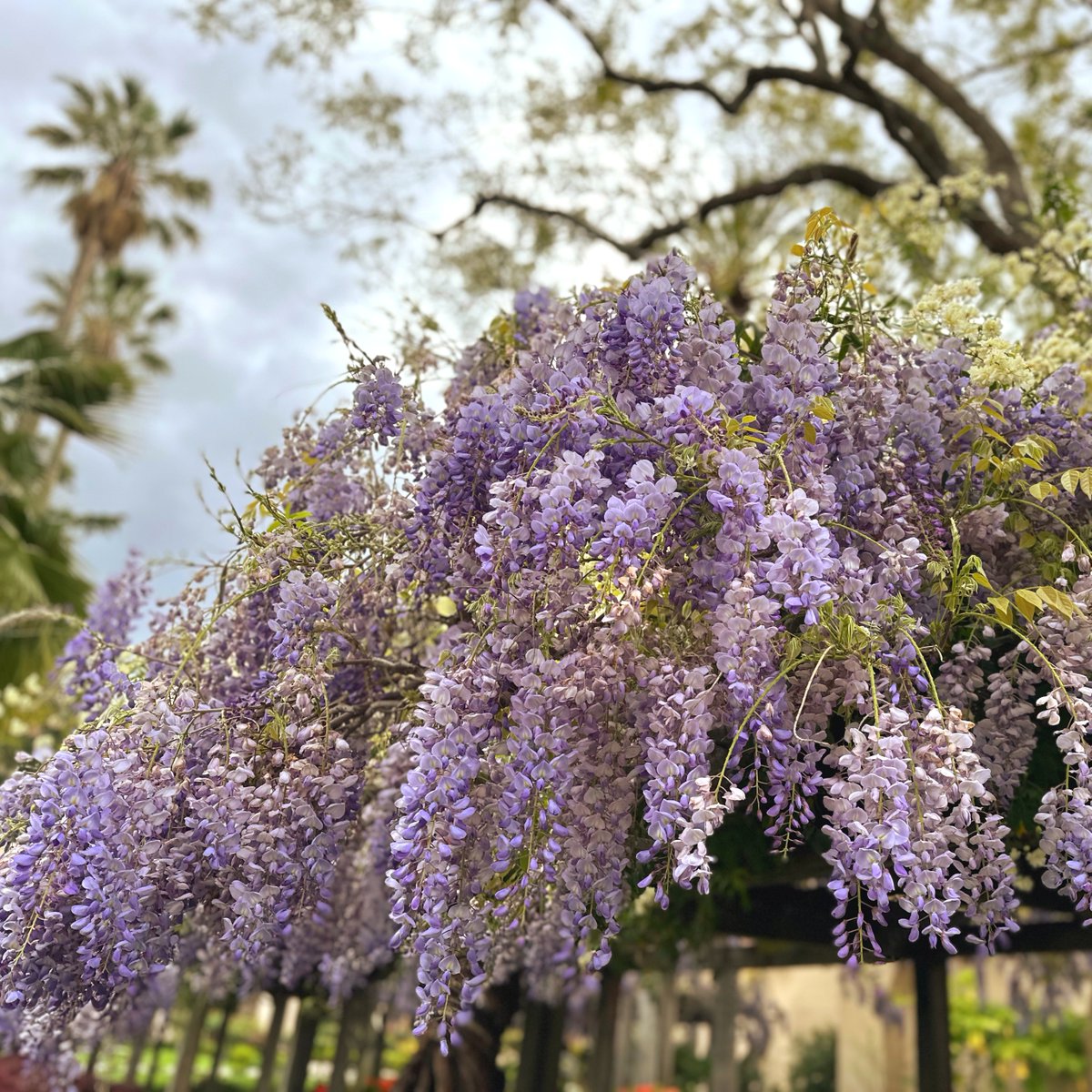 scualumni's tweet photo. We bet you can almost smell this picture through your screen! 🌸✨ Cheers to walks with friends through the wisteria arbor and warm days lounging in the #SCUMissionGardens. Wish you were here! #BeautifulSCU #wisteria https://t.co/LYNIesbPTf