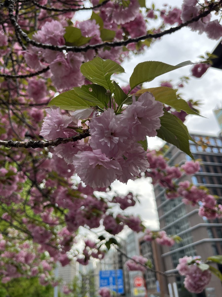 豊川稲荷の八重桜