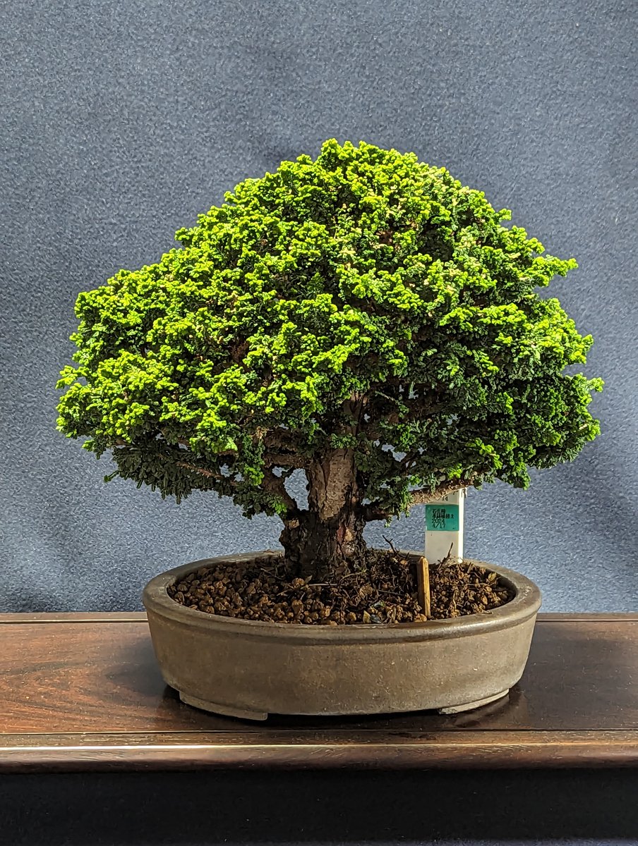 Koide_Bonsai tweet picture