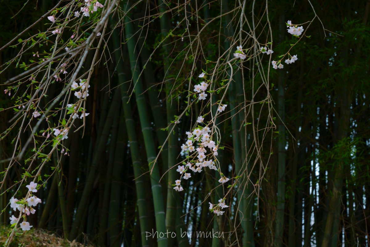 竹林にて
#東京カメラ部 #写真好きな人と繋がりたい #写真撮ってる人と繋がりたい #ファインダー越しの私の世界 #Nikon #Z8 #私とニコンで見た世界