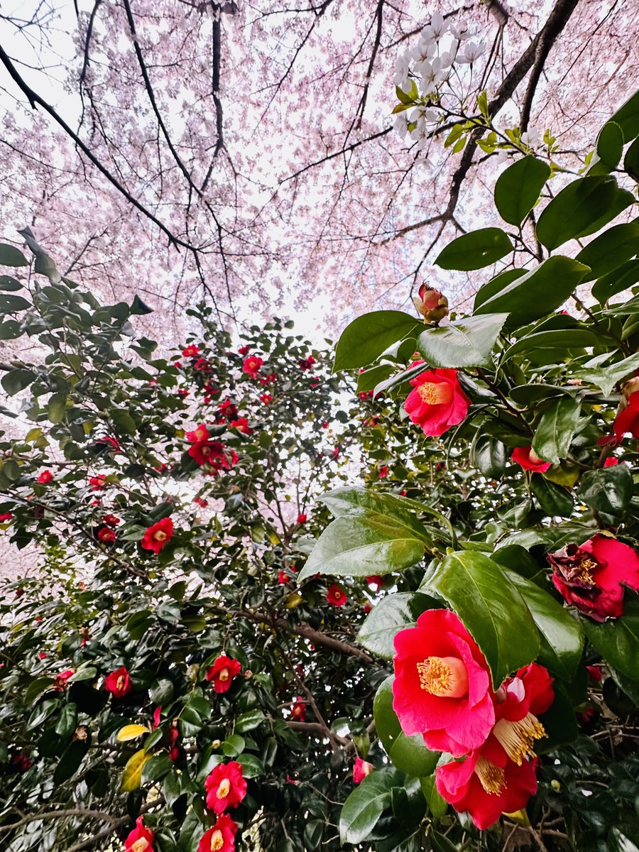 おはよーございます アップしてない桜があるのでイマソラお休みします💦 #朝ラン #ランニング #写真好きな人と繋がりたい #iPhone #キリトリセカイ #TLを花でいっぱいにしよう #花 #flower #花のある風景