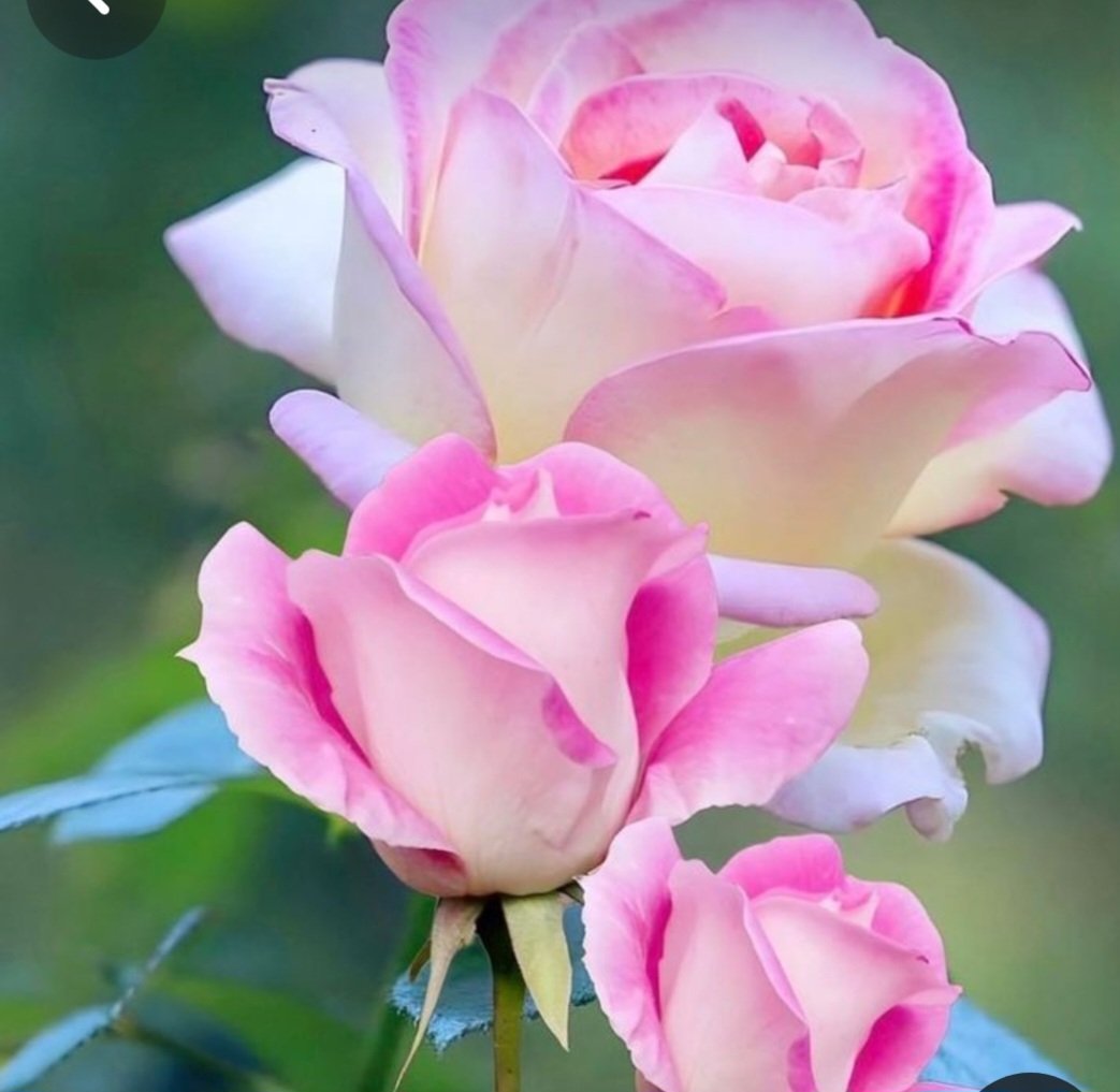 Sweet rose for sweet friends 
💕🤍💕🤍💕🤍💕🤍💕🤍💕🤍💕