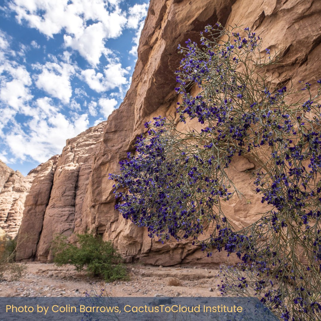 👏Thank you, @RepRaulRuizMD, @SenAlexPadilla & @Senlaphonza for your call to @POTUS to designate Chuckwalla National Monument! Visit lnk.bio/CactusToCloud to add your name to our list of supporters! #ProtectChuckwalla #30x30CA #ProtectCADeserts