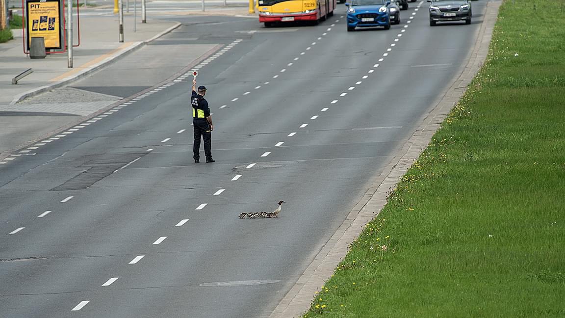 It’s that time of year again when traffic on one of Warsaw’s main arteries is stopped to allow merganser families to make the perilous trip from Łazienki Park to the Vistula. Volunteers maintain a rotating vigil to ensure safe passage.