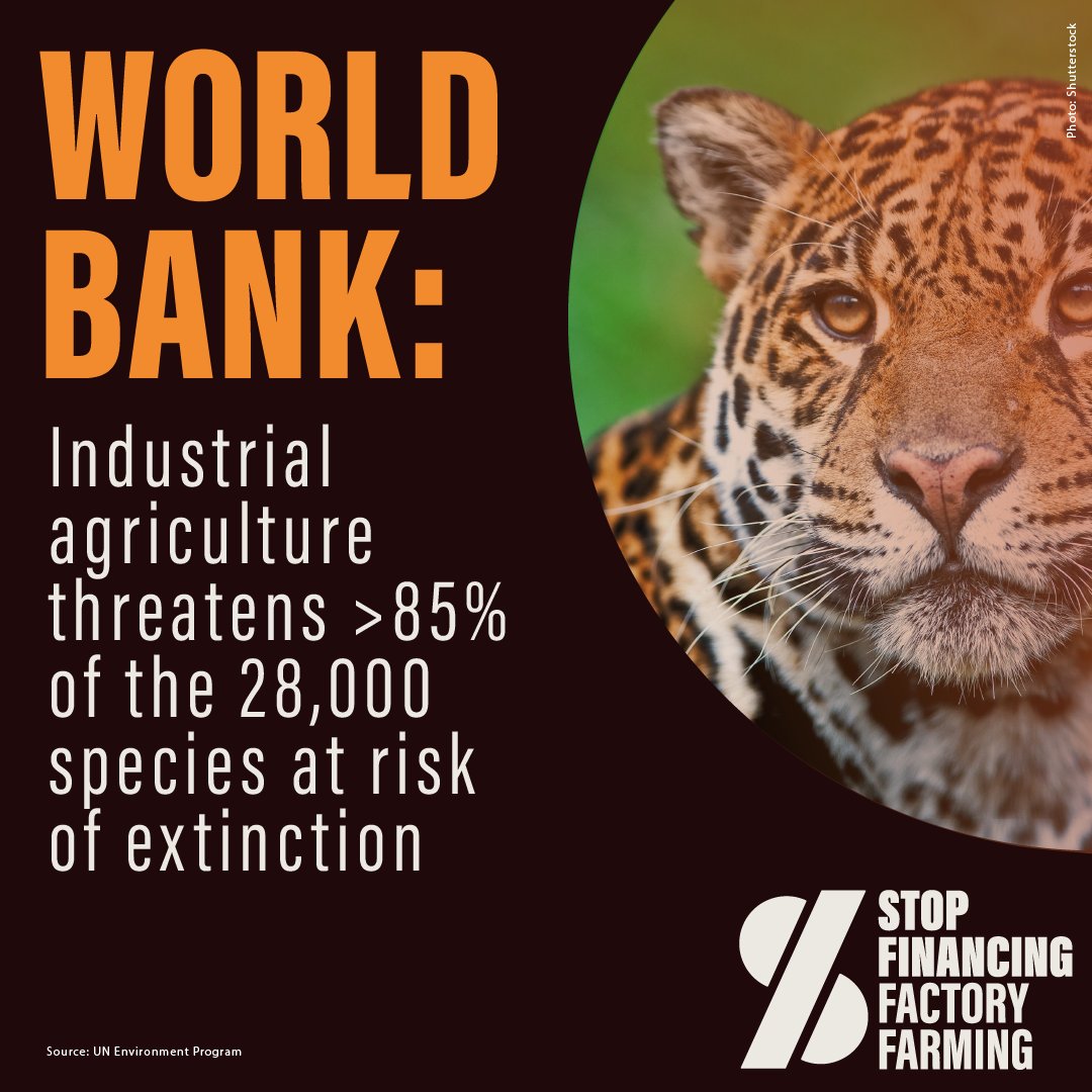 The industrial food system is the leading cause of biodiversity loss via deforestation and synthetic pesticides & fertilizers for animal feed crops. According to @UNEP, threatens >85% of the 28,000 species at risk of extinction.  @WorldBank: #StopFinancingFactoryFarming