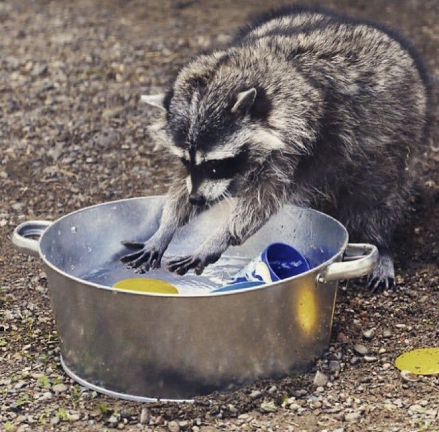 I told the waitress I couldn’t afford my dinner bill.. So they put me to work. Little do they know, I LOVE washing dishes! Bwahahahaha 😏 🦝🍲 #Raccoon #Raccoons