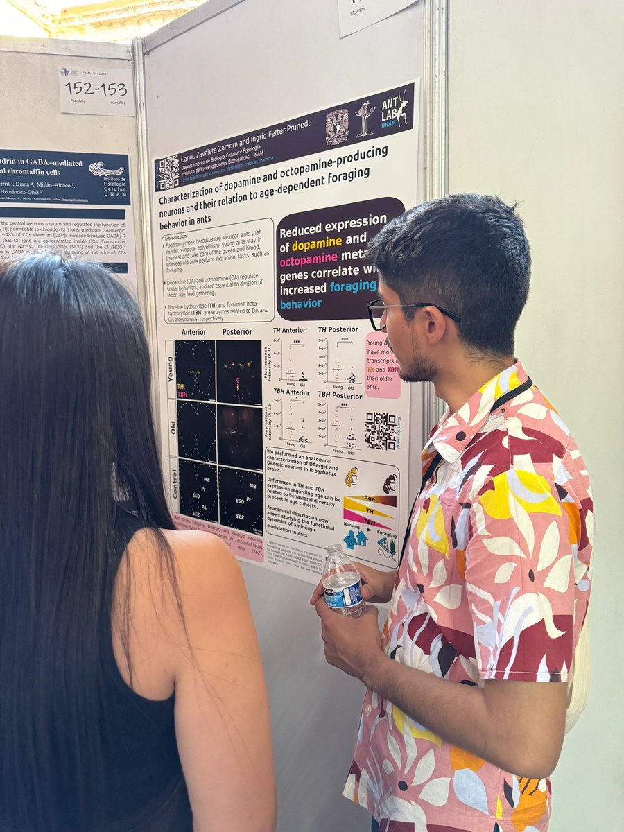 AntLabUNAM's tweet photo. Carlos ( @CZavaletaZ ) presented a poster of his master project at the International Neurobiology Meeting of the Mexican Biochemistry Society 🧠👏🐜 @NeurobioSMB2024 @SmbMex https://t.co/KNbuVpMI9i