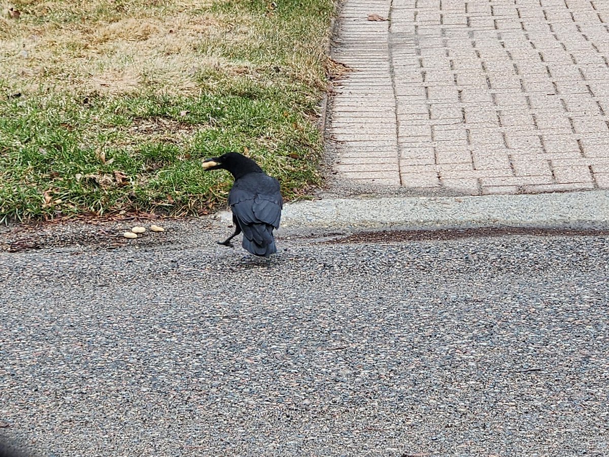 MyWiseEyes1's tweet photo. A Crow on my mail route. Left some shelled natural peanuts for it. It didn't know what to do. It was so happy.
#MakingFriends
#Crow
#maillady https://t.co/j4oy8lrEez