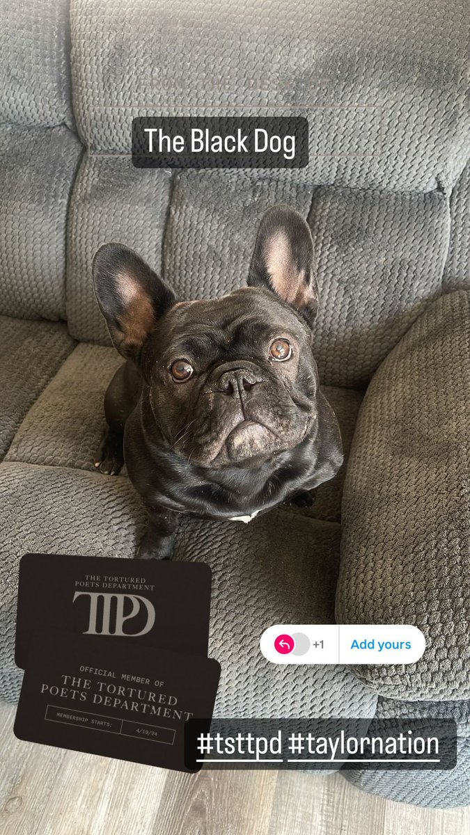 EllenEEllis23's tweet photo. @taylorswift13 My black dog is named Rip.    Have a feeling it will be fitting! https://t.co/OEfWkf2tcl