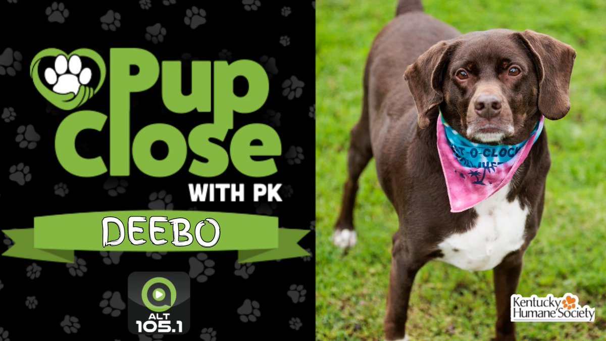 Meet Deebo: The Perfect Mix of Cuteness and Charm! He's our #PupCloseWithPK featured dog of the week from @kyhumane, looking for his new forever home! If you want to get more info on Deebo, just hit the link below!

alt1051.com/pup-close-with…