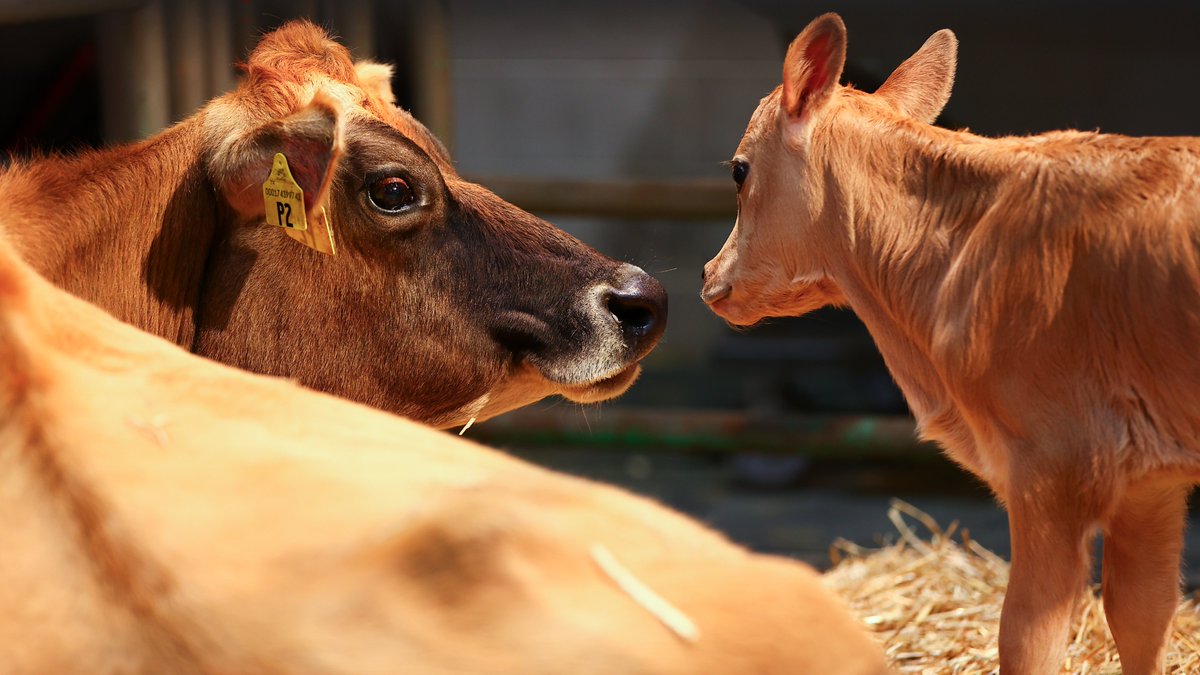 19 udderly adorable calves were born at the 2024 Rodeo 🐮