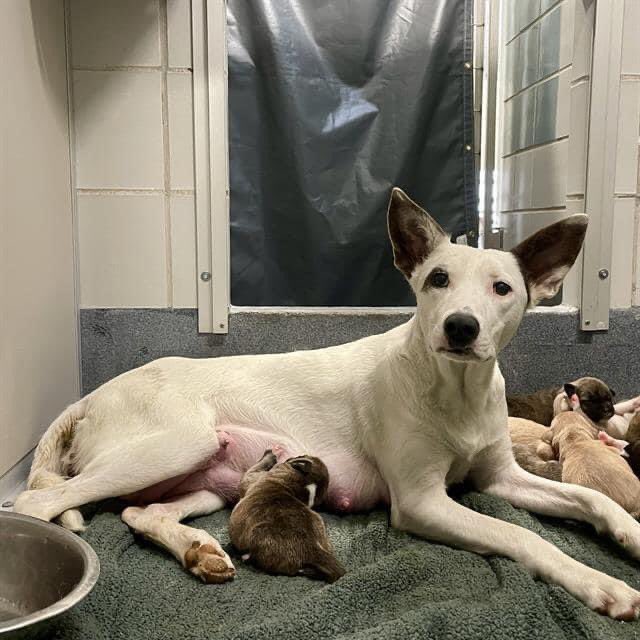 🆘 BEAUTIFUL DOG MOM MENTOS 🍵💞#A709774 (2yo) & HER 9 BABIES ARE BEING KILLED TOMORROW 4.18 BY SAN ANTONIO ACS IN #TEXAS ‼️ 🐶 FI, PI, MARK, DAY, WAVE, SOL, FEEP, FO & SHOE 🐶 🚸Actively nursing litter🍼 #Rescue &/or #Foster only 📧 acsrescue-foster@sanantonio.gov #Pledge 🙏🏼