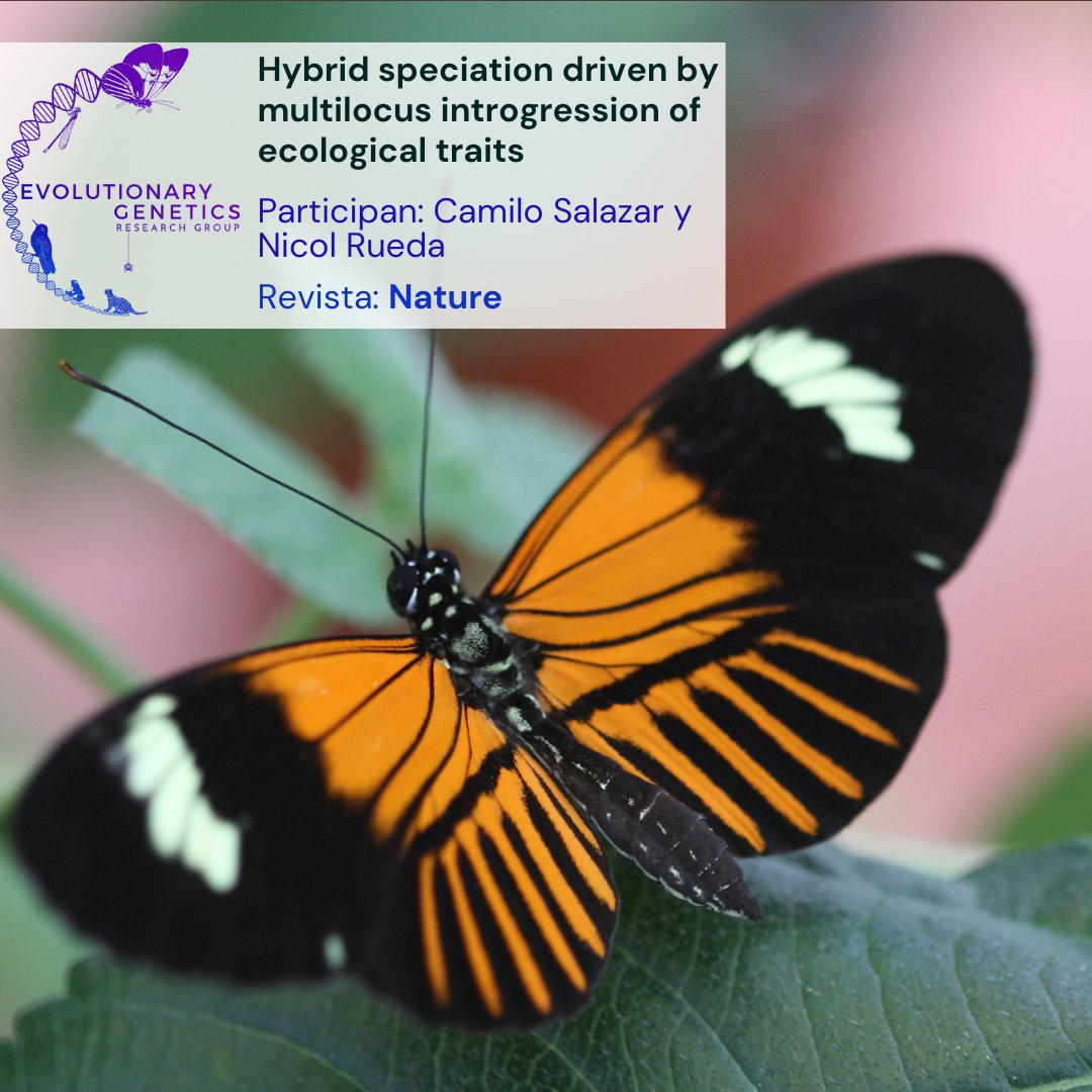 ¡Mariposa creada por el cruce de dos especies hace 200.000 años!
En este artículo participaron; El profesor <a href="/salazarbiol/">salazar.camilo</a> de la <a href="/URosario/">URosario</a> y <a href="/Nicolrue/">NICOL RUEDA</a>, Doctora en Ciencias Naturales de la misma institución. Encuentra nuestros artículos en linktr.ee/gevolutiva