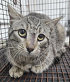 PeterAskin1's tweet photo. Dear people I'd be seriously remiss
if I didn't share this gorgeous miss!
Tabby "Socha" is at #DevoreCA for now
& needs quick rescue & how!
Scared she is in this scary place
This poor cat with the fearful face!
Pledge please if you may
& make this her rescue day! 🙏
VERY URGENT! https://t.co/GzFiqHkleY