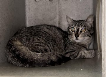 PeterAskin1's tweet photo. Dear people I'd be seriously remiss
if I didn't share this gorgeous miss!
Tabby "Socha" is at #DevoreCA for now
& needs quick rescue & how!
Scared she is in this scary place
This poor cat with the fearful face!
Pledge please if you may
& make this her rescue day! 🙏
VERY URGENT! https://t.co/GzFiqHkleY