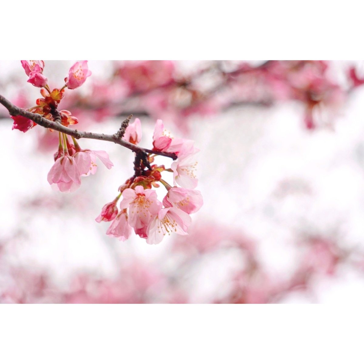 春の囁き、君のまなざし。
#桜　#函館　#カメラ