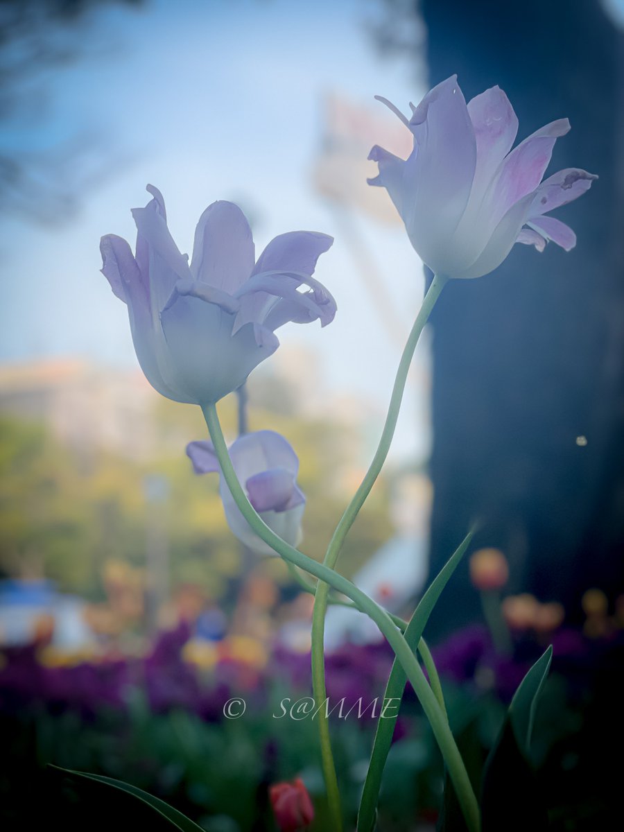 チューリップの舞踏会があると聞いて
2024.4.13

#キリトリノセカイ 
#東京カメラ部
#tokyocameraclub
#photography #iPhone
#ファインダー越しの私の世界