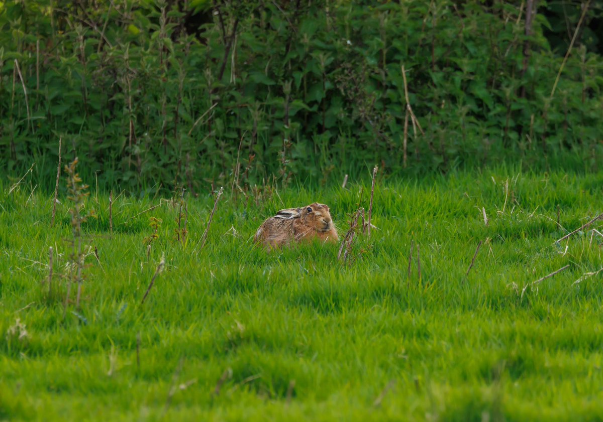 Brown Hare on recent visit to Bannau Brycheiniog