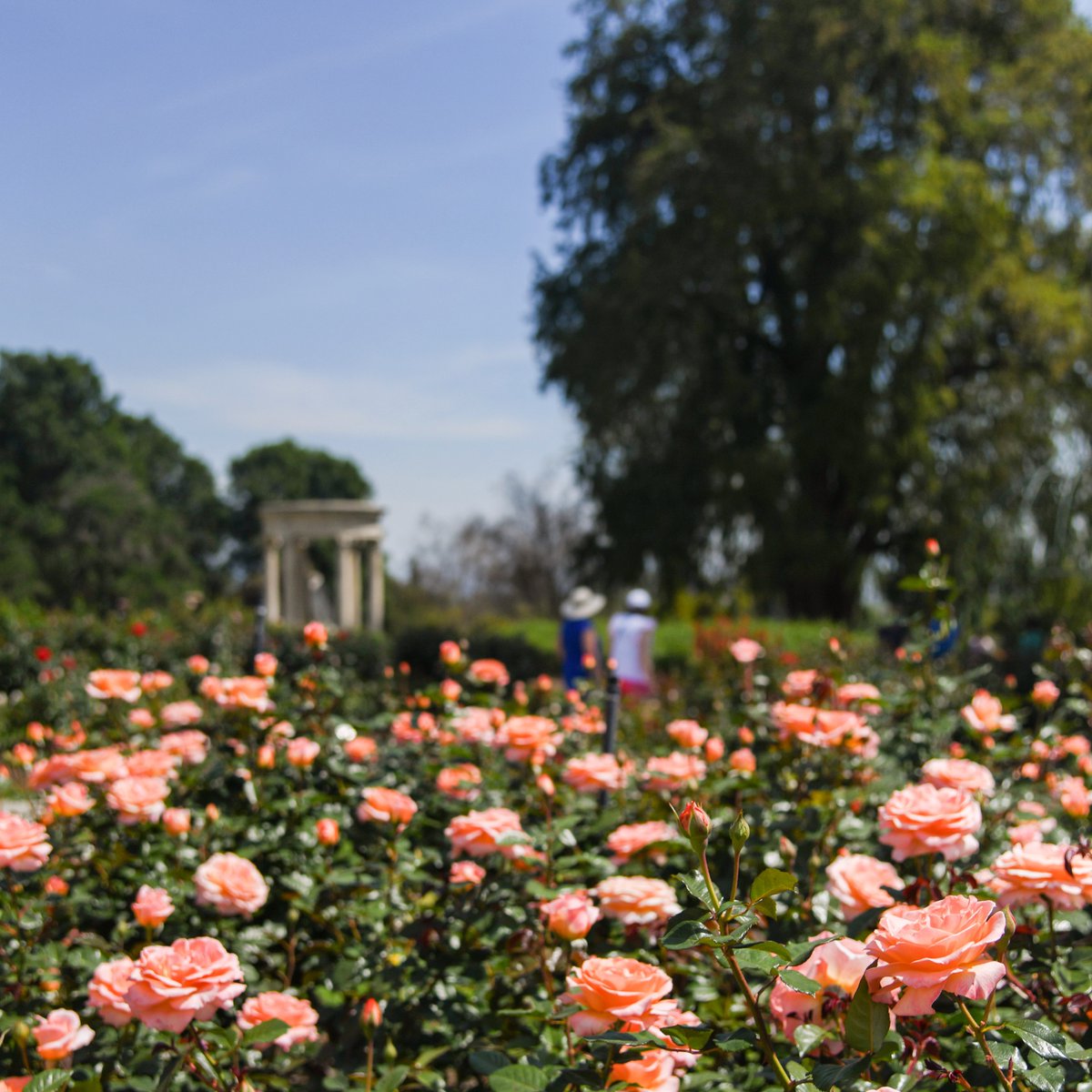 Get ready to enjoy live music in the Rose Garden! 🎼🌹 Starting Monday, April 22, the Rose Garden will host classical performers weekly from 1–3 p.m., in collaboration with the Pasadena Conservatory of Music. Free with general admission! bit.ly/49q5KKf