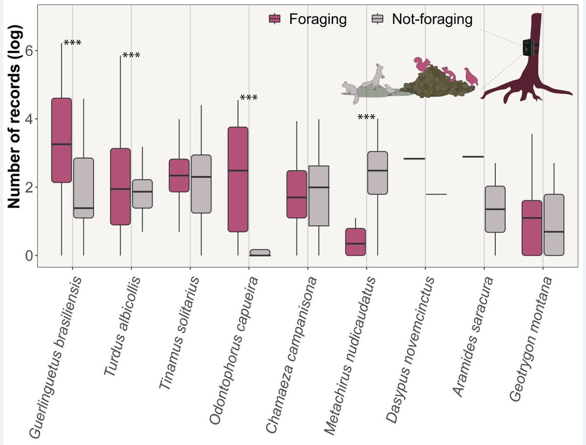 My first paper from my Ph.D. just came out! Here, we assessed which vertebrate species were interested in Lowland tapir latrines as a secondary food resource, and their foraging patterns. Check it out! 💩🐿️🐦‍⬛

shorturl.at/iGM27

<a href="/univmiami/">University of Miami</a> <a href="/CNPq_Oficial/">CNPq</a> <a href="/UMBGSO/">University of Miami BGSO</a>