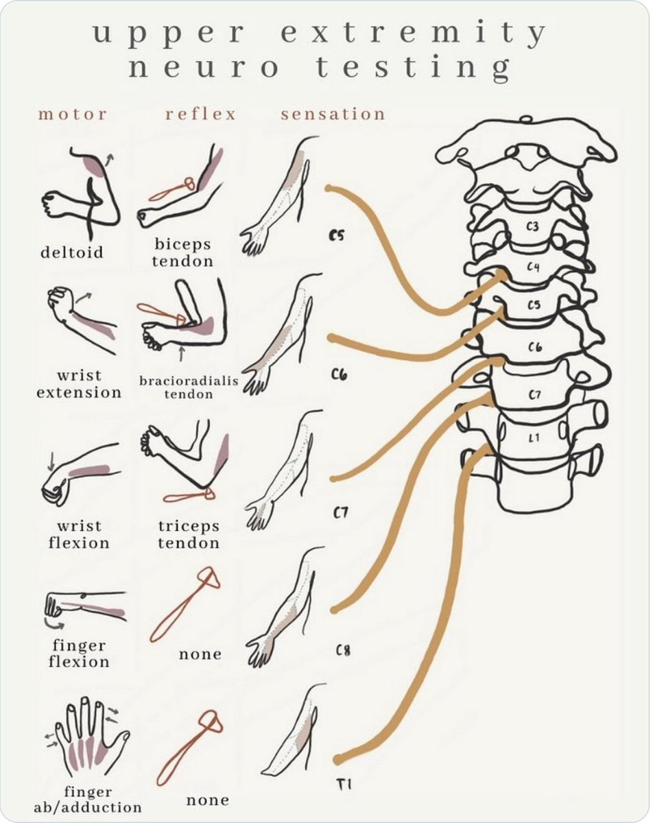 one of my favorites on arm neuro exam