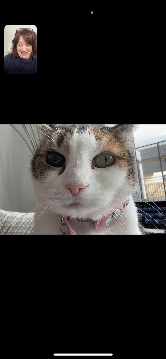 Just casually FaceTiming a cat 🤭