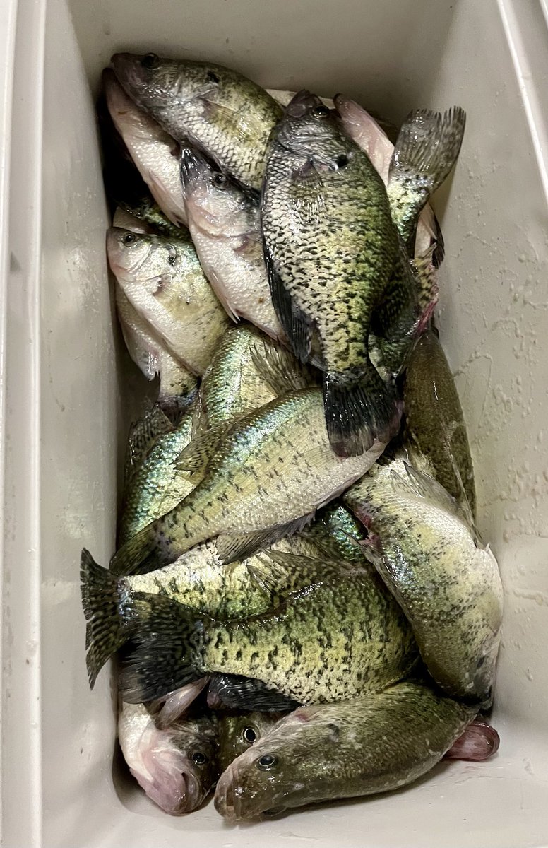 Mike and I got into em today. Quite a few 12’s. Couple 13’s. All healthy fat crappie. What a day!
@crappienow
#fishing
#AccCrappieStix