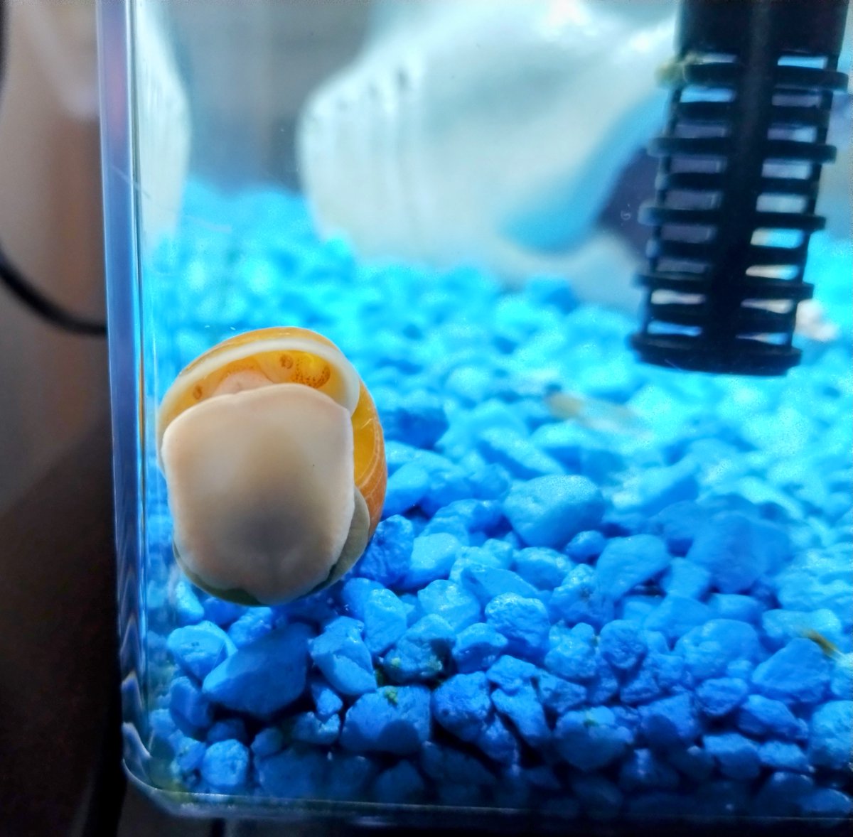 I got a snail for my fish tank. The pet store basically said just let it do it's thing, but I feel like there is more to this creature. It's always watching me 🤣 Does anyone know anything about mystery snails? 🐌
#pets #snail #fishtank