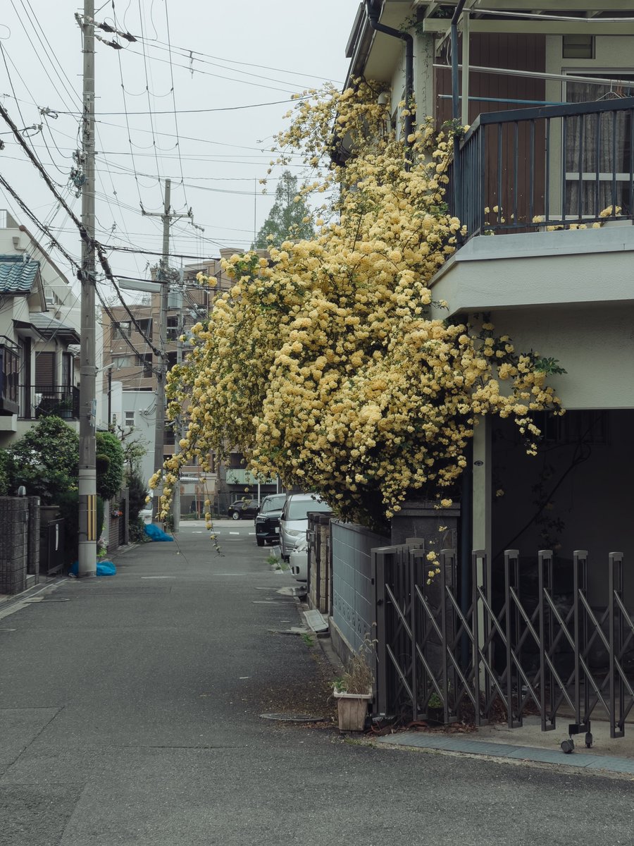 「家から溢れてる花」がよぉ、好きなんだよなぁ。