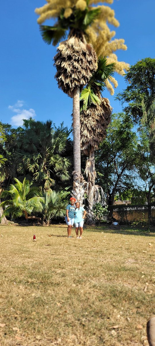 Going to be talking about the gorgeous century palms now blooming at @hopegardensja at 6.30 this evening on #BeyondTheHeadlines on @RadioJamaicaFM - do go see them!