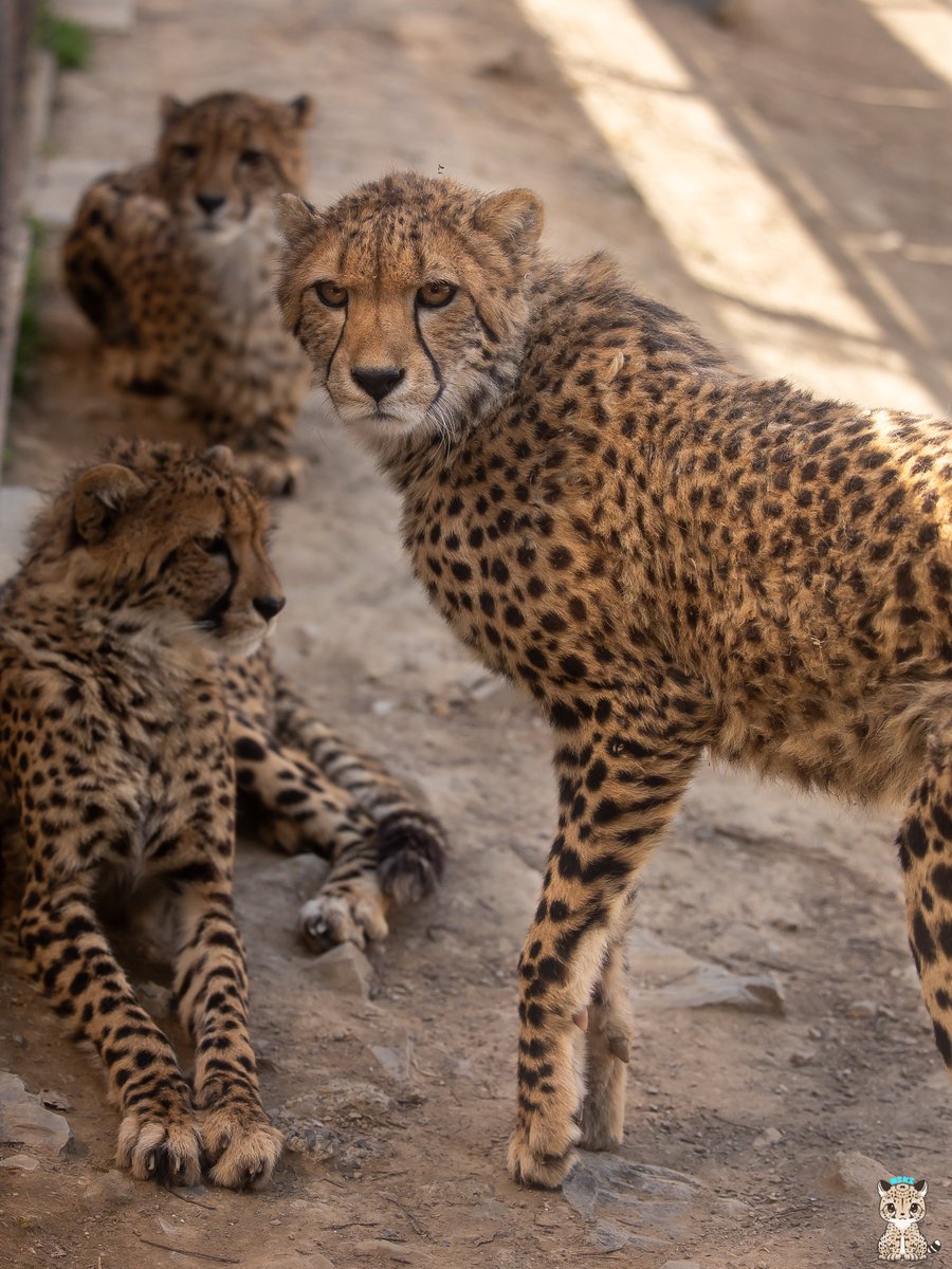 おはようございます😊
リース
#チーター #cheetah
#群馬サファリパーク
📷24.04.14