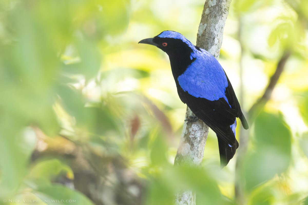Asian Fairy-bluebird was one of the nicest birds I saw in Malaysia last month!! 😍💙