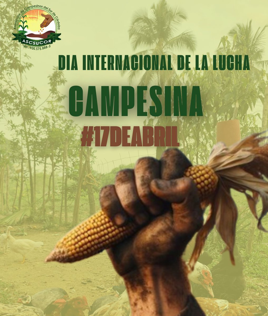 Hoy #17Abril #DíaInternacionaldelaLuchaCampesina, celebramos y resaltamos la gallardía de nuestros campesinos y campesinas, lideres y lideresas del sur de Córdoba, que luchan por los derechos del campesinado.
Desde ASCSUCOR alzamos la voz de resistencia por el reconocimiento a…