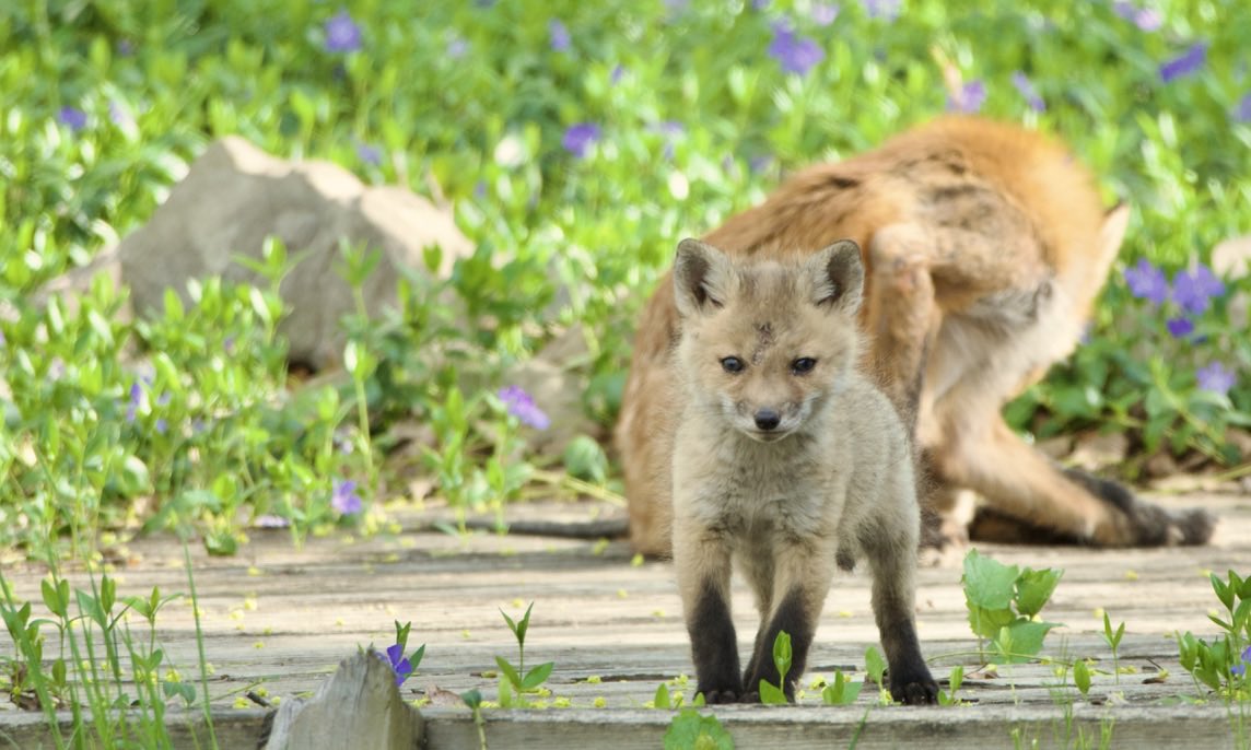 What is this #Pup thinking?  Wrong answers only. #TwitterNatureCommunity #TwitterNaturePhotography #NaturePhotography #Nature #Wildlife #Fox #WildlifeWednesday