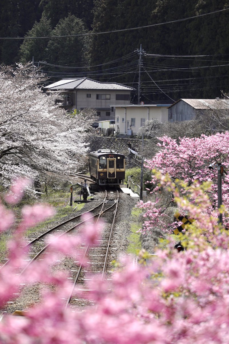 春の駅に入線(入構)する
わたらせ渓谷鐵道

#Canon
#canonphotography