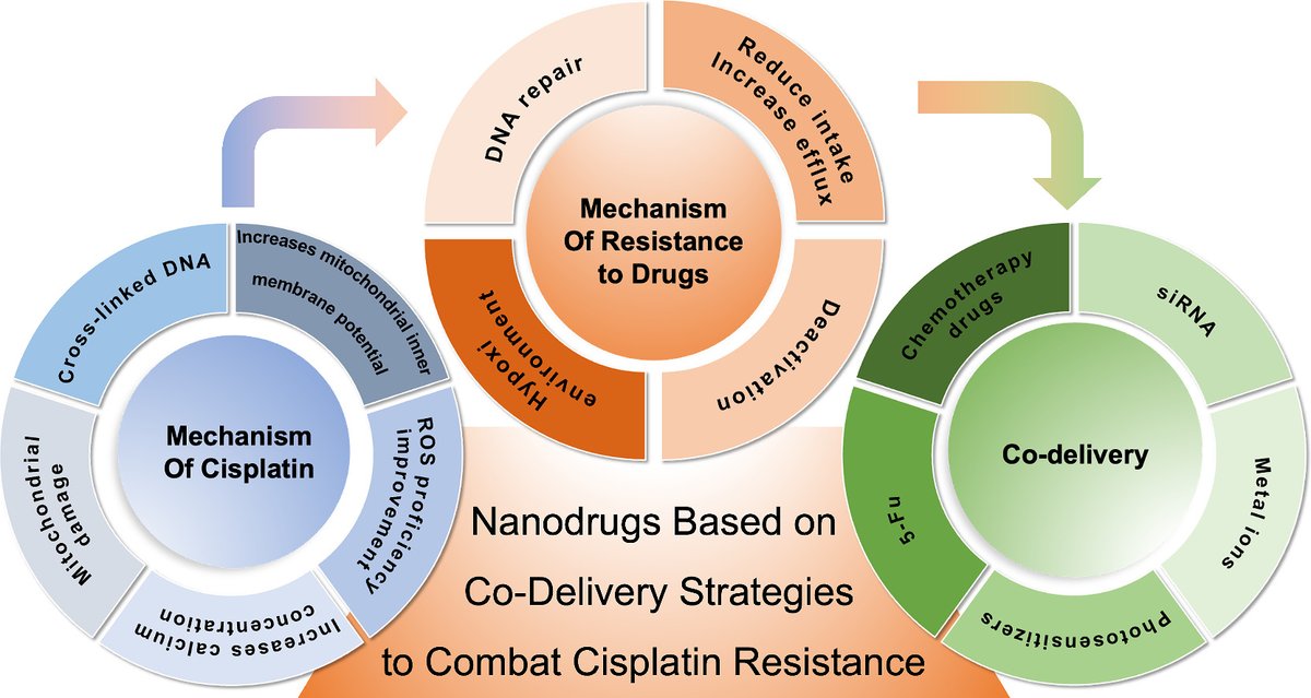Nanodrugs based on co-delivery strategies to combat cisplatin resistance.
| Youqing Shen @ZJU_China |
#nanodrug #cisplatin #codelivery 
doi.org/10.1016/j.jcon…