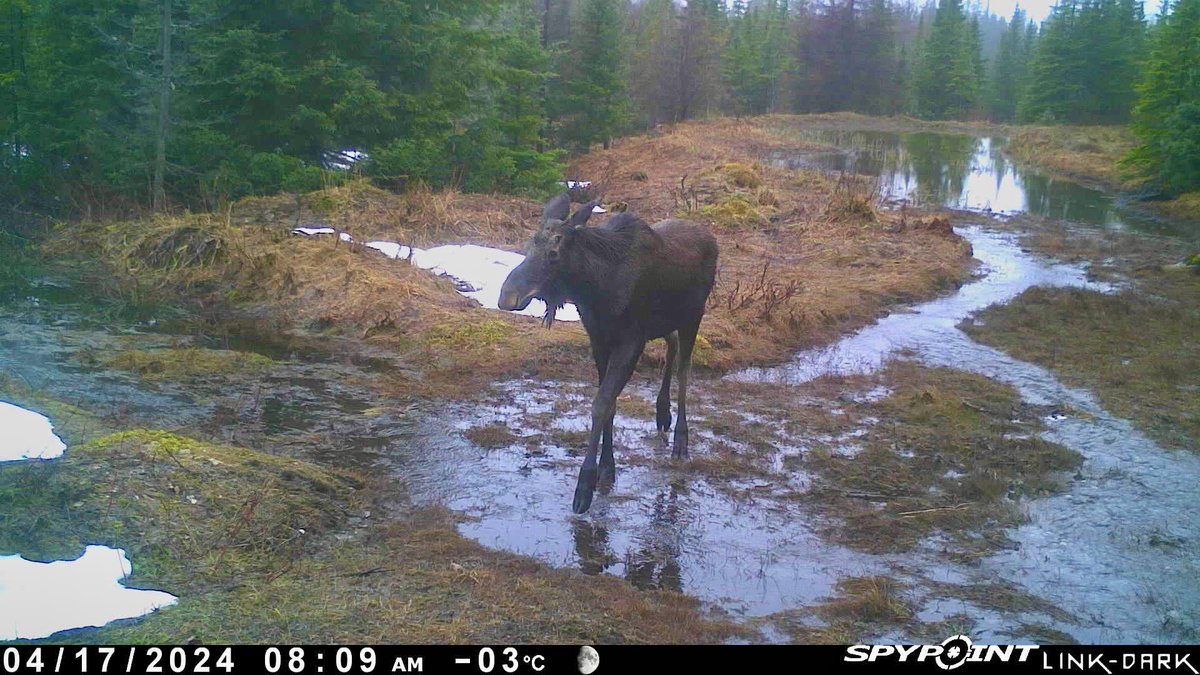 Two moose passed by this camera