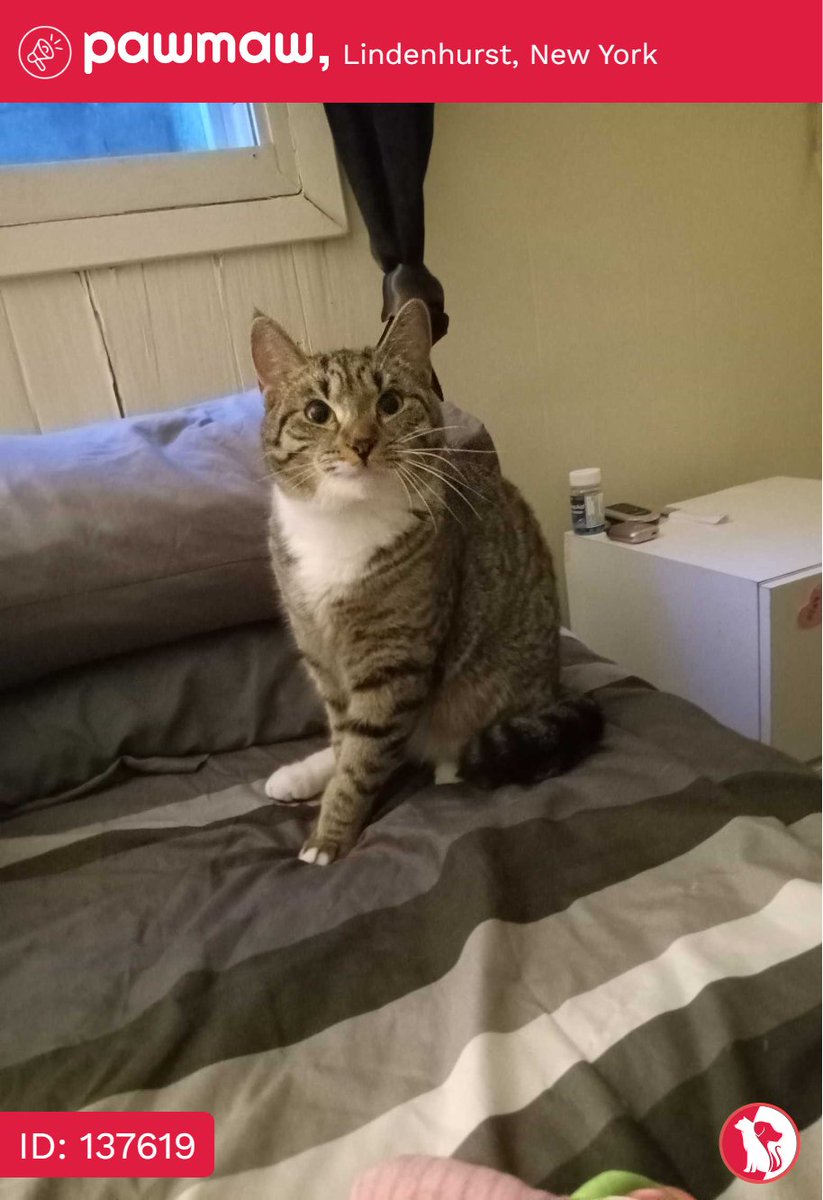 Princess - Lost Cat in Lindenhurst, New York, 11757

More Details:
pawmaw.com/lost-princess/…
#LostDog #LostPet #MissingDo
#LostCat #LostPetFlyer #FoundPet