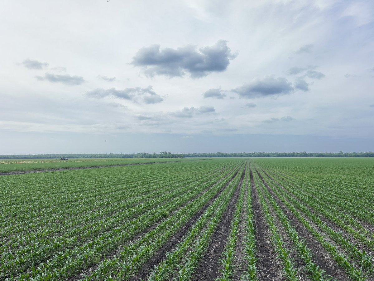 Ale Frick tweet media