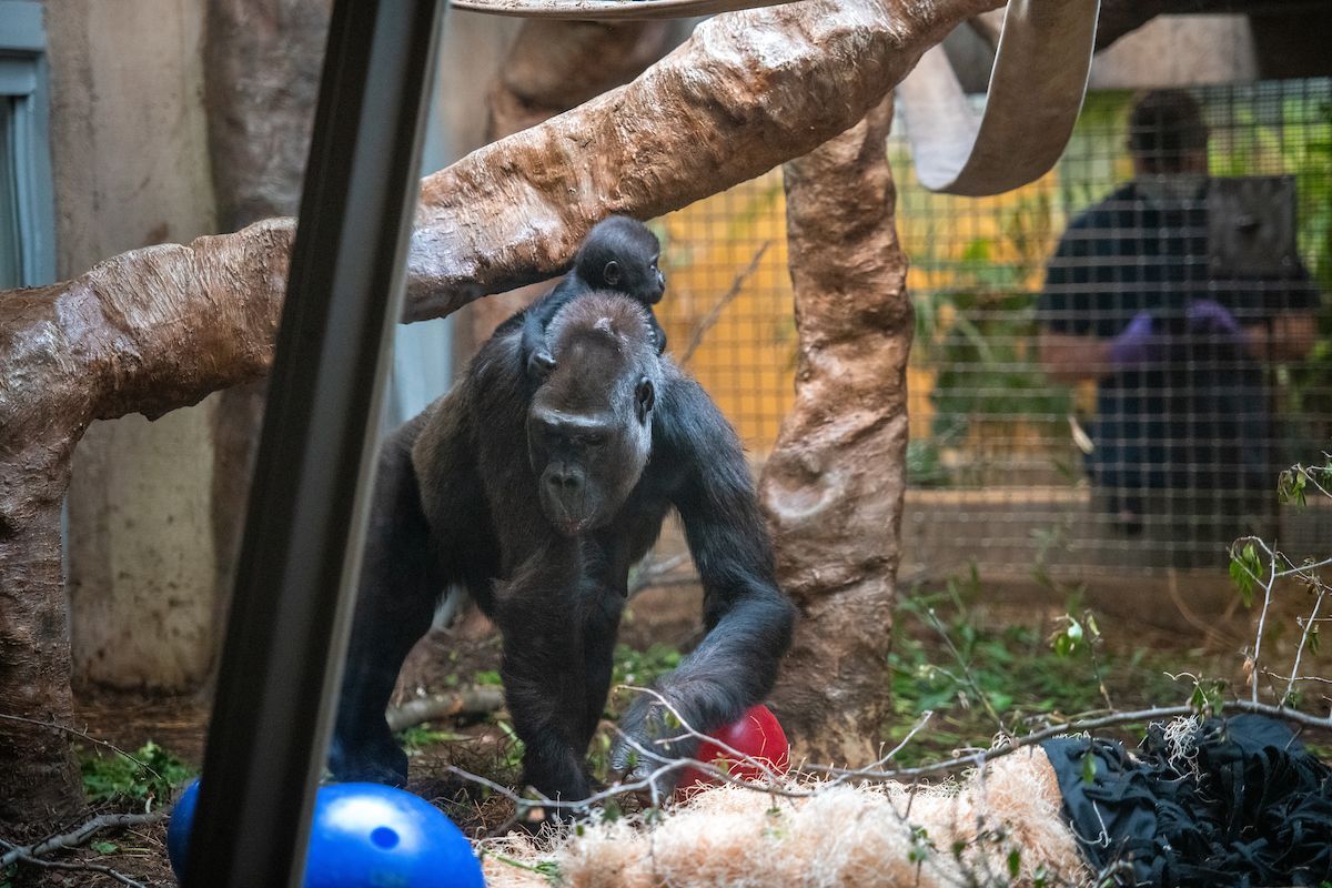 clemetzoo's tweet image. A moment for Fred &amp;amp; Baby Jam. 🥹