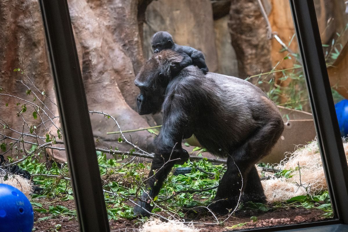 clemetzoo's tweet image. A moment for Fred &amp;amp; Baby Jam. 🥹