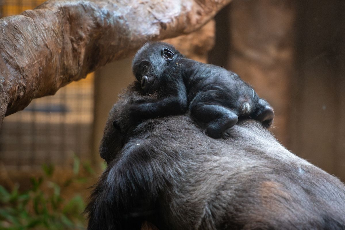 clemetzoo's tweet image. A moment for Fred &amp;amp; Baby Jam. 🥹