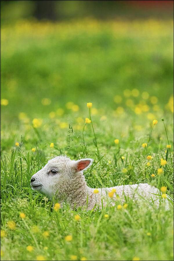 Content Repose

rachelsfineartphotography.com/featured/conte…

#ColonialWilliamsburg #photography #spring #lamb #Virginia #nature #wallart #fineartprint