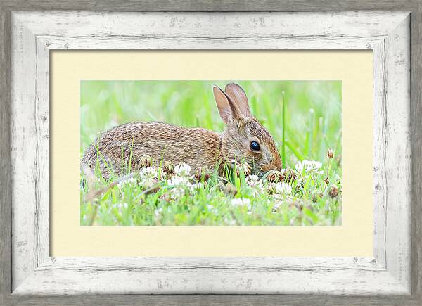Baby Cottontail 5

rachelsfineartphotography.com/featured/baby-…

#spring #nature #photography #wallat #rabbit
