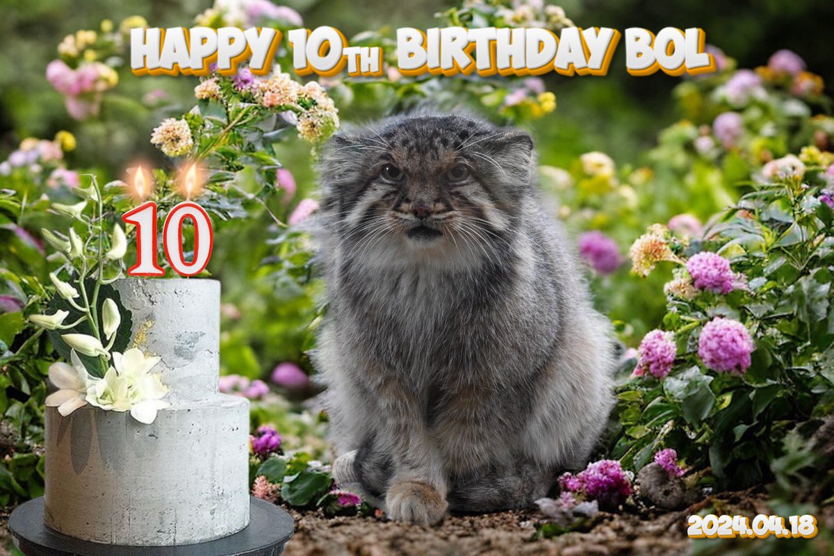 HAPPY 10th BIRTHDAY BOL!!! 🎉🥳 ボル君お誕生日おめでとう 🎂 #ボル #マヌルネコ #那須どうぶつ王国 ❤️We love you lots and lots our beautiful little cat❤️