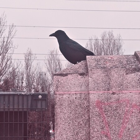 When you spot Donald IRL on the way to a recording session 🐦‍⬛ For more of our Man-Turned-Crow friend, be sure to give our most recent episode, ‘Letters in Dragon Country’, a listen 👀 #dndpodcast #london