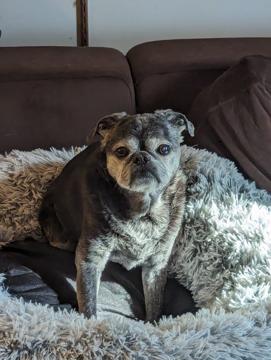 #pugtalk Bok Choy and mom, Miami FL. Paying tribute to sweet Angel Puggie💔