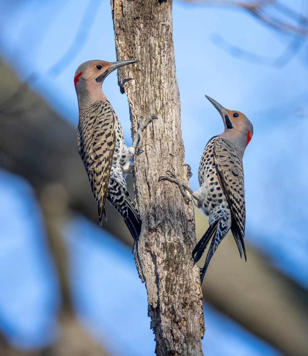 Two male Northern Flickers (the males have mustaches) discussing territory. They were chattering and chasing each other around.