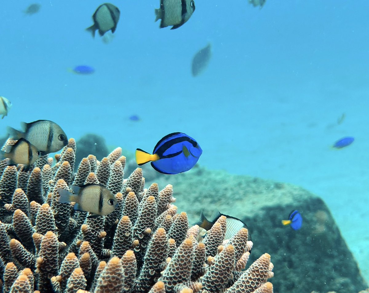 Much more to come from our amazing dive trip on the Great Barrier Reef, but my very first picture was of Dory. #JustKeepSwimming! 💙